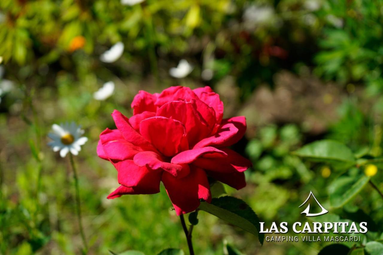 Las Carpitas Villa Mascardi エクステリア 写真